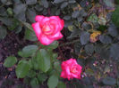 SAM_0650