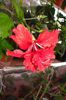 hibiscus El Capitolio