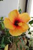 hibiscus Cuban Variety