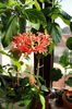 Schizopetalus