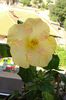 hibiscus Wahine