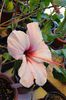 hibiscus Natal