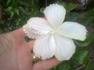 Fiji