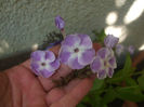 phlox Katherine