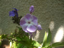 phlox Katherine