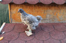 Brahma Albastru 2013