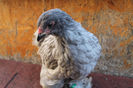 Brahma Albastru 2013