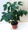 Coffea arabica