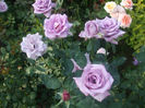 Mamie Blue