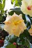 hibiscus Wahine