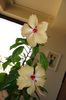 hibiscus Sri Lanka  Dainty Mango