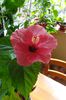 hibiscus roz de Arad