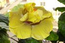 hibiscus Time for Magic