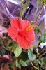 hibiscus Helene