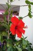 hibiscus rosu simplu