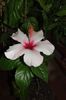 hibiscus Natal