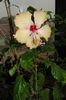 hibiscus Sri Lanka