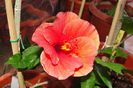 hibiscus Brilliance