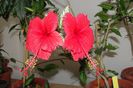 hibiscus Surinam