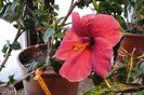 hibiscus Black Beauty