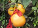 Amana Orange