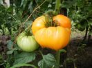 Amana Orange