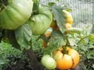 Amana Orange