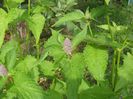 menta coreana