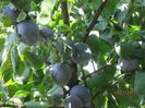 prune