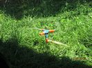IMG_5875