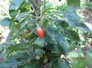goji