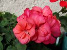 coral pink dublu 7