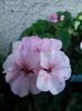raspberry ripple 2