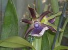 Zygopetalum-1