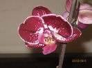 IMG_0008a