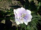 IMG-20130702-01074