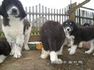 SAM_2646