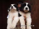SAM_2649