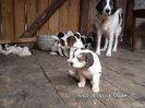 SAM_2654