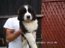 SAM_2685