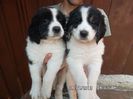 SAM_2731