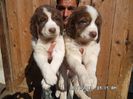 SAM_2736