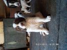 SAM_2771