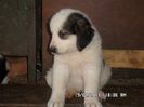 SAM_2776