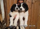 SAM_2732