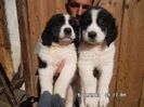 SAM_2733