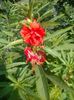 impatiens balsamina