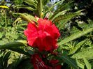 impatiens balsamina 1