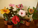 hibiscus grup