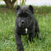 cane corso breeders32